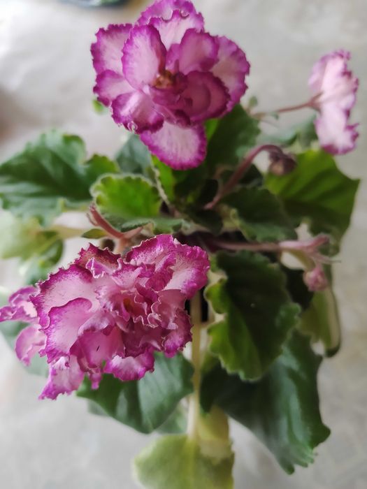 Фіалка (сенполія) продам