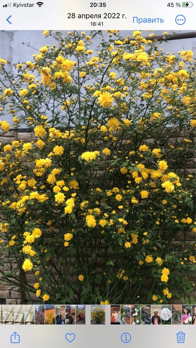 Японская керрия