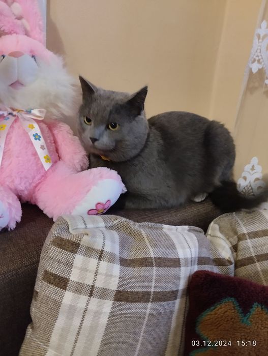 Продам Шотландських кошенят