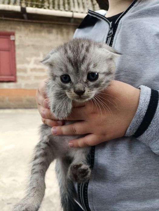 Котенок веслоухая девочка.