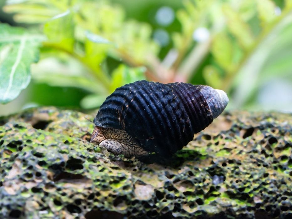 Caracois para Aquario Tylomelania sp Mini Carbo
