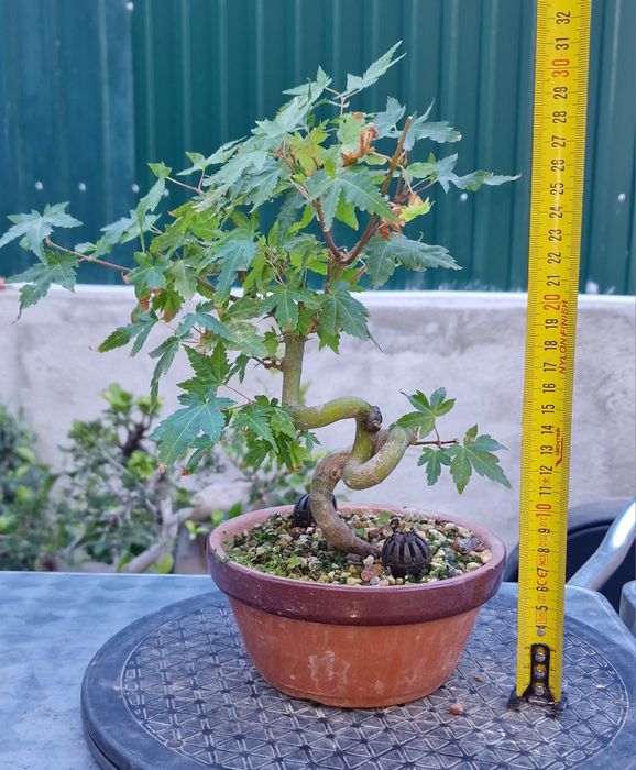 Bonsai Acer Palmatum Yamamomiji