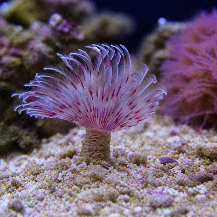Bispira trisyclia (Rurówka) [Ryba morska}