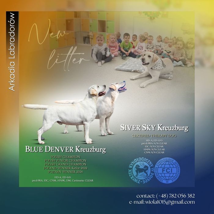 Labrador Retriever FCI