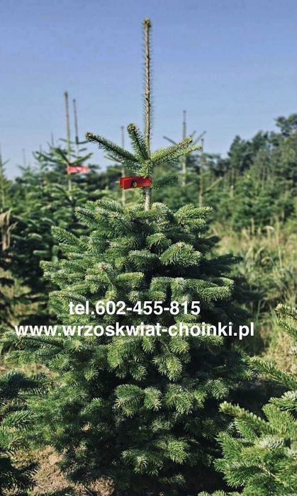 Jodła kaukaska cięta 2.00-2.50  jodły świerki choinki