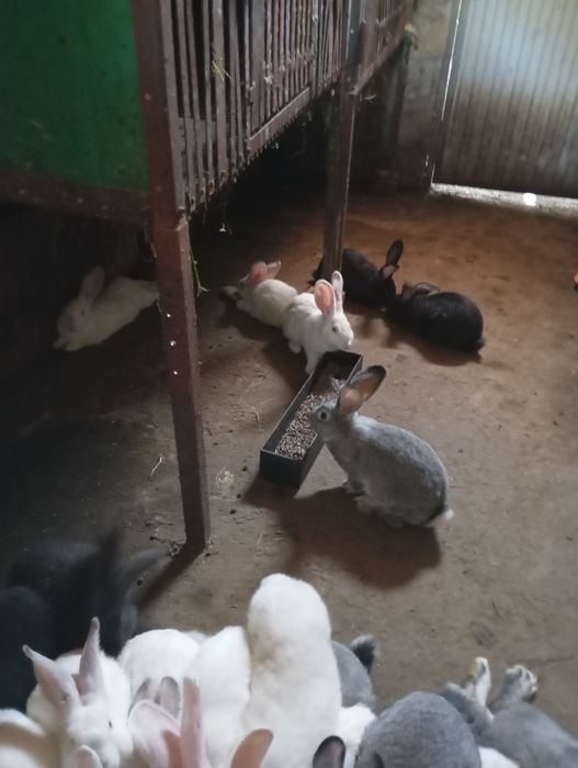 Продам кролів.  )