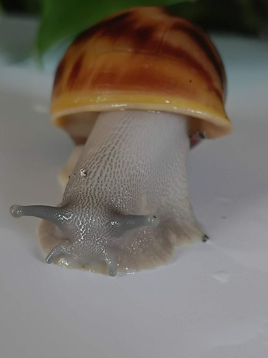 Archachatina marginata suturalis Silver body ślimak afrykański