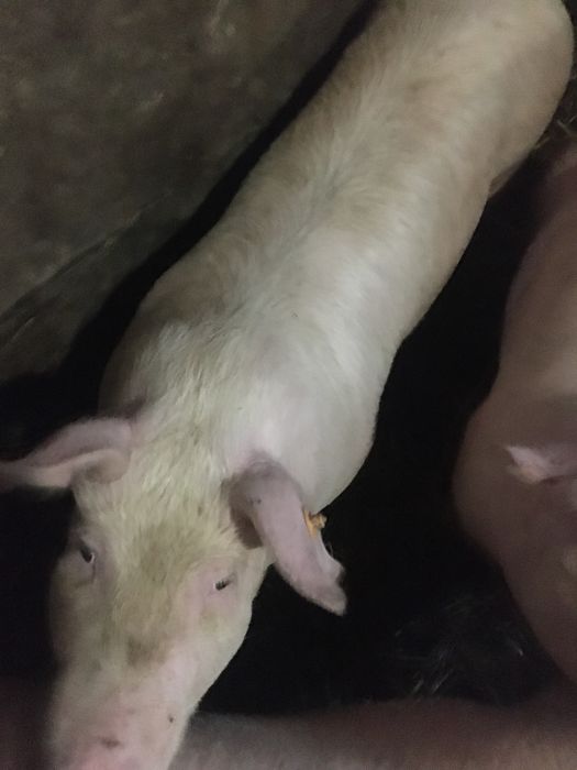 Loszki świnie.tuczniki!!!