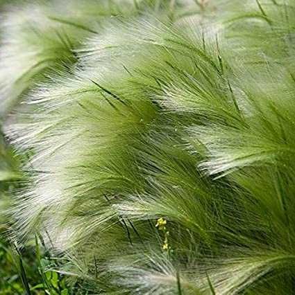 Ostnica mocna Pony tails sadzonka producent