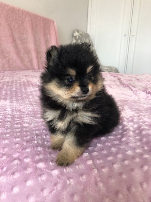 Lulu da Pomerânia Fêmea Mini