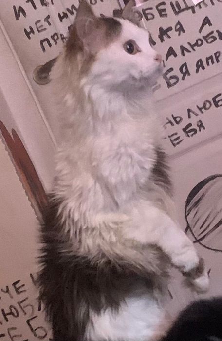 Віддаємо котика 1 рік