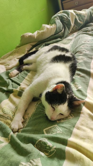 Walduś cudowny kocurek prosi o domek