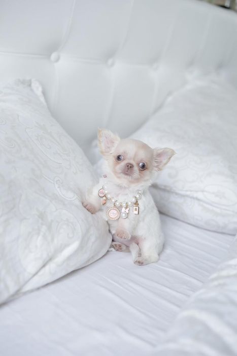 Mini dziewczynka chihuahua fci