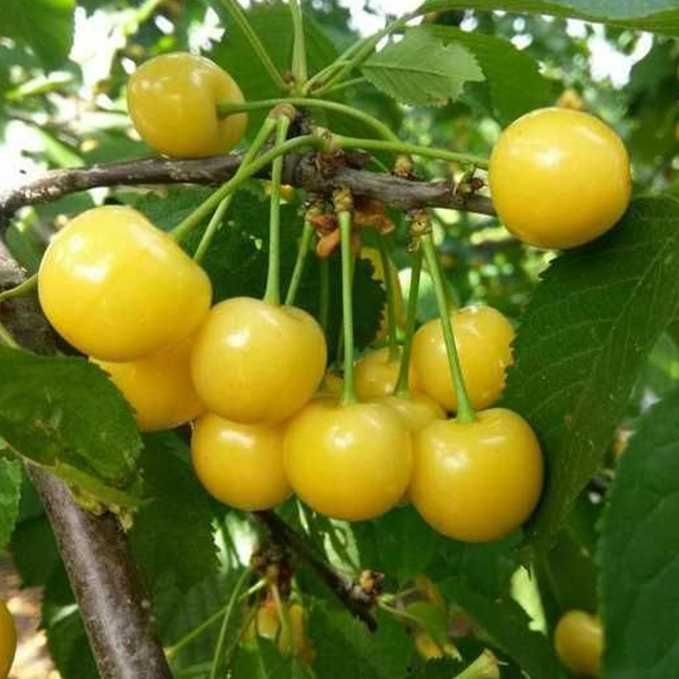 Саджанці черешні ОПТ–Роздріб / Саженцы черешни ОПТ–Розница