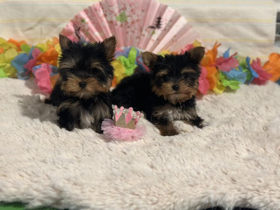 York Terrier - z rodowodem