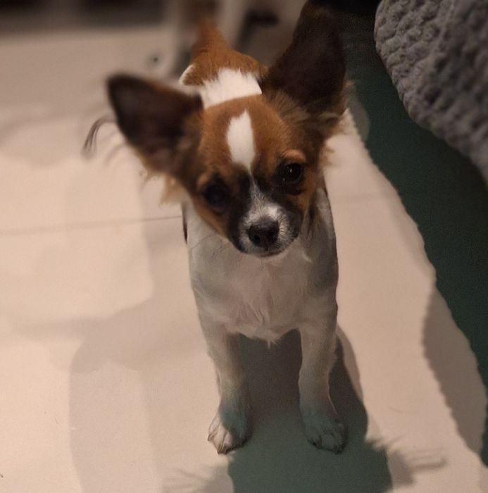 Chihuahua długowłosa samiec 29.03.2026