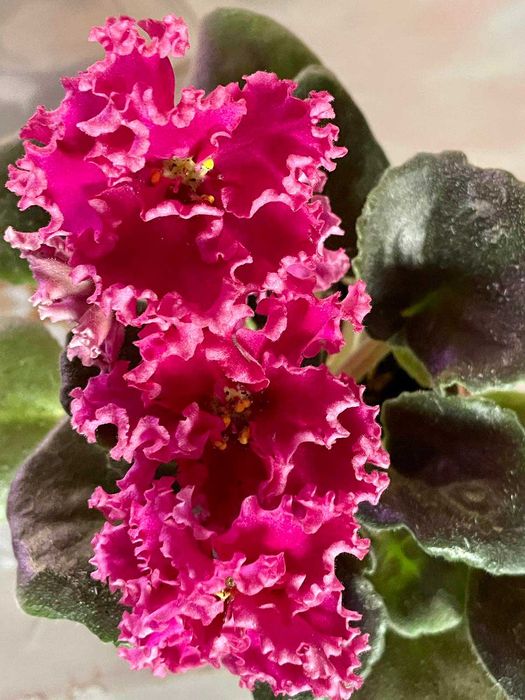 Сортовая фиалка Закат