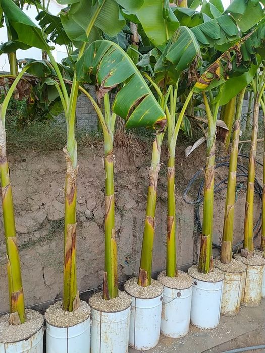Bananeiras envasadas vários tamanhos