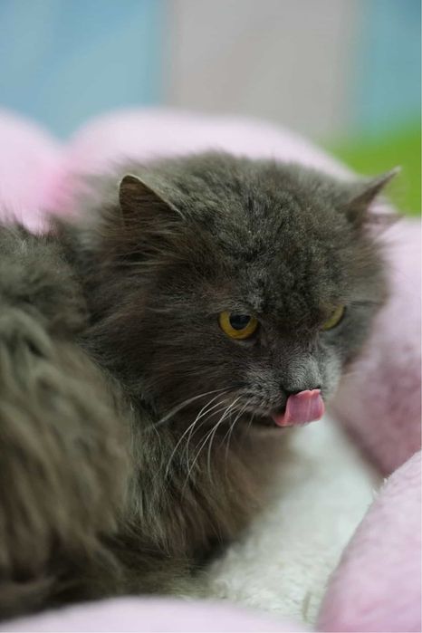 Котик шукає родину, віддам кота