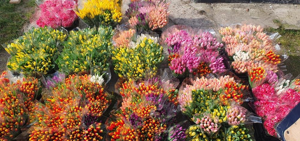 Тюльпан опт Украина