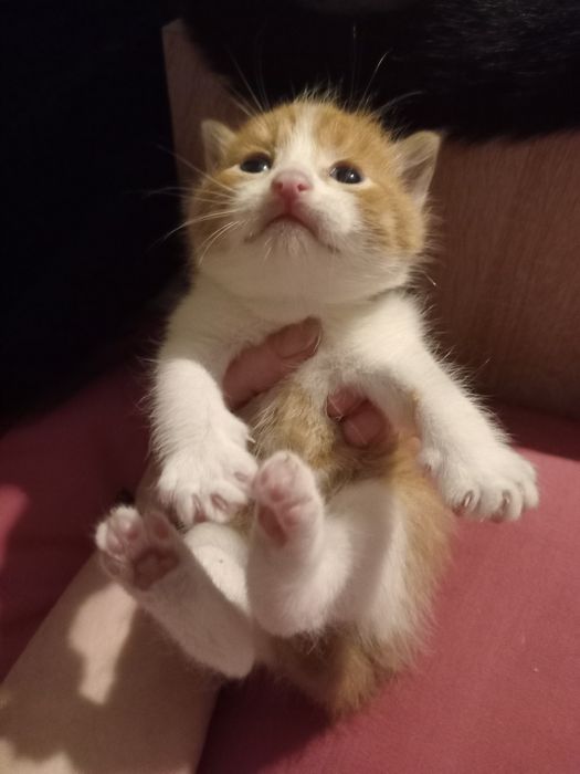 КОТИК Рыжуля .....