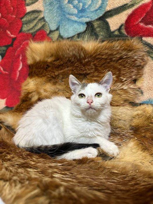 Котёнок 3 месяца