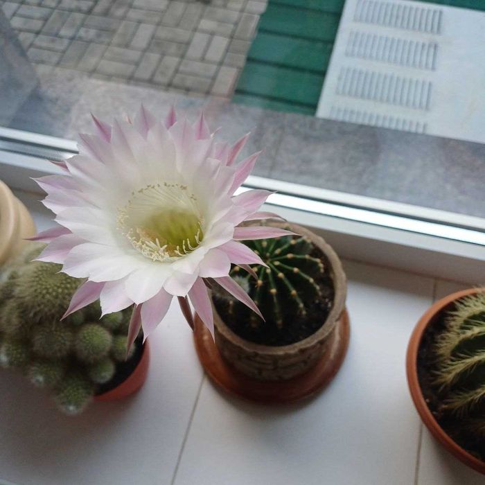 Врієзія, заміакулькас (76 см) , спатифілум, кактуси.