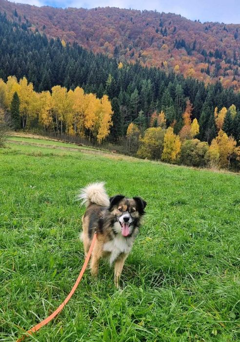 Milaszko prosi o dom