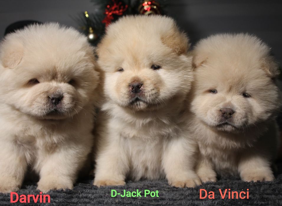 Хлопчики чау чау КСУ