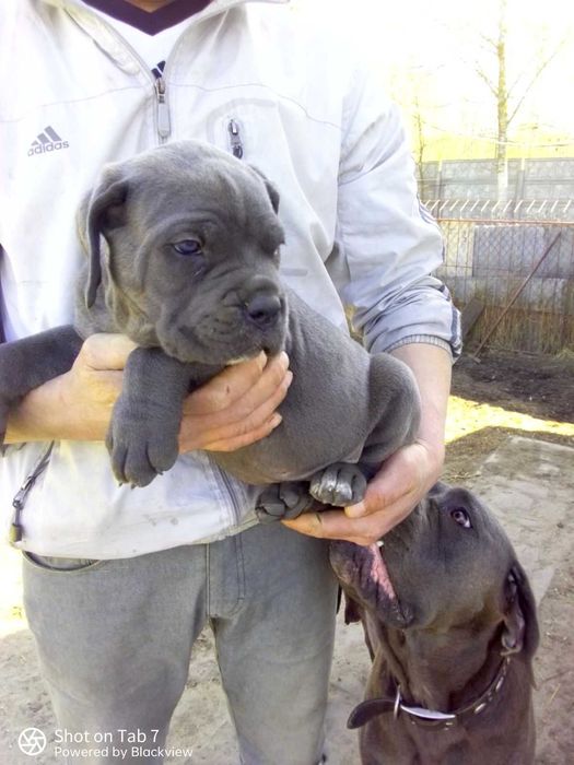 Итальянские Кане корсо