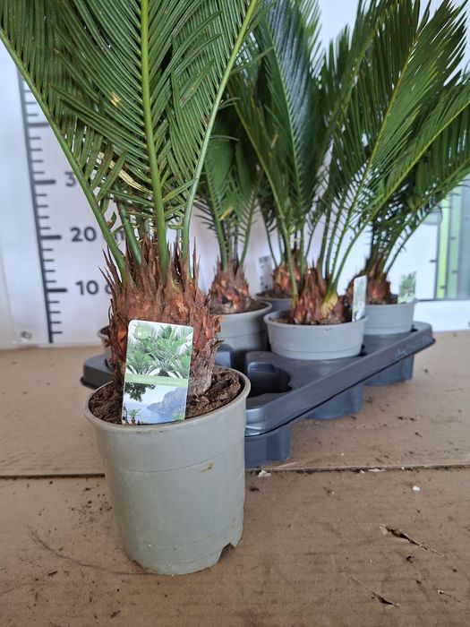 Cycas Revoluta, Sagowiec Odwinięty 50 cm -