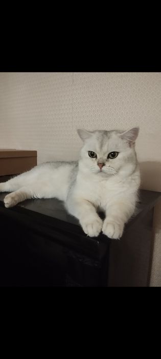 Вязка прямоухого шотландца