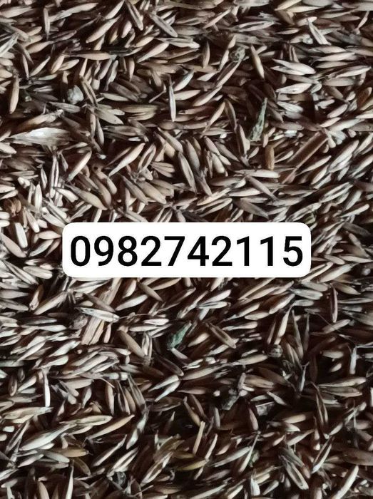 Продам овес і вівсяну солому