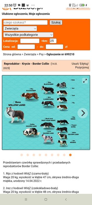 Border Collie Red merle