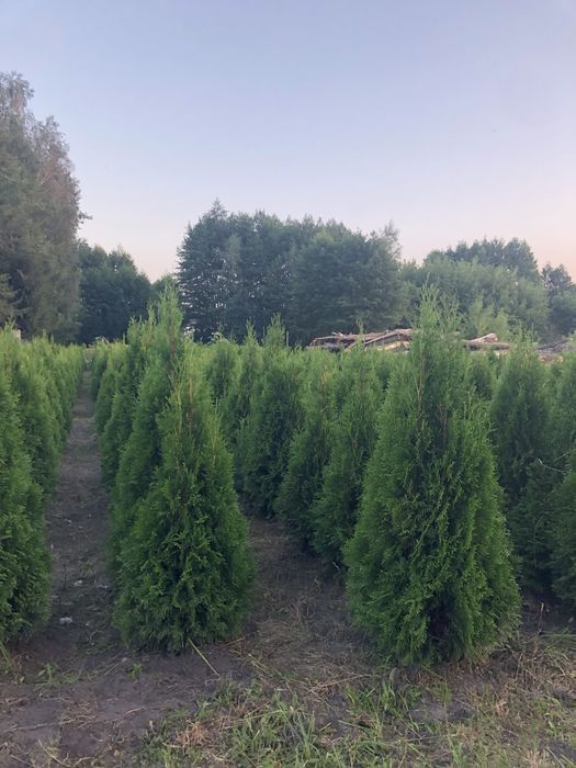 Tuja szmaragd sprzedam