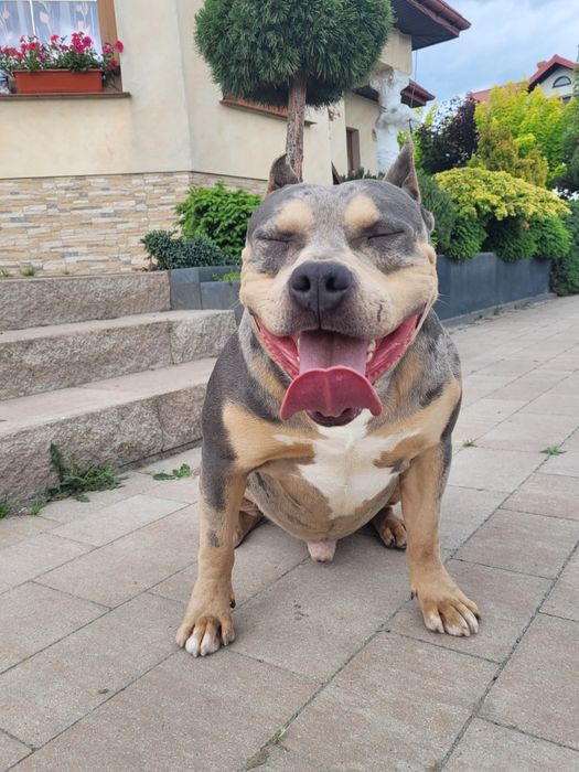 American bully lilacc tri merle