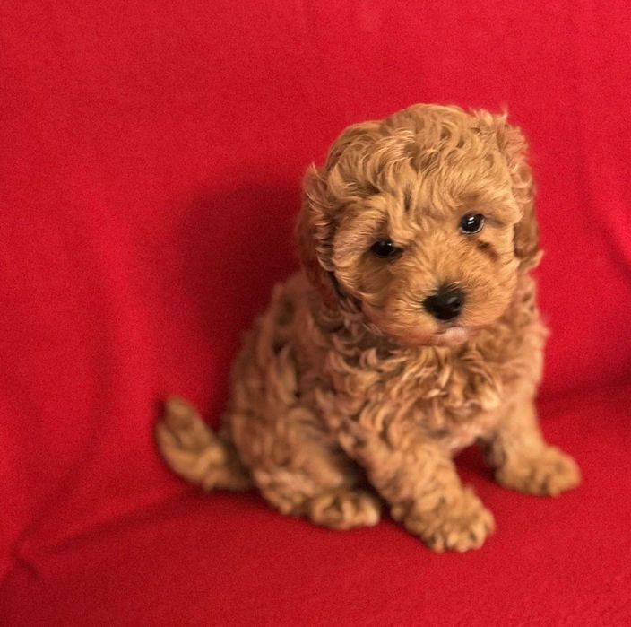 Яркая девочка мальтипу Одесса