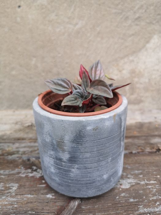 Peperomia w osłonkach