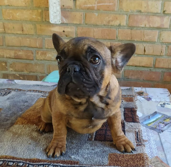 Продажа Французов