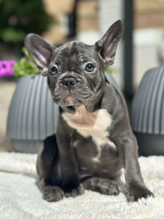Щенки французского бульдога