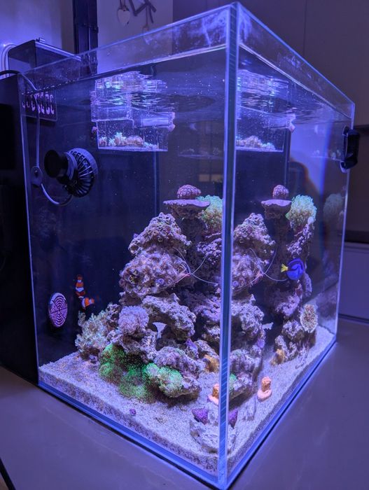 Vendo aquário reef de água salgada completo