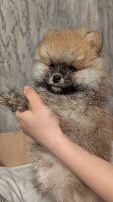 Хлопчик померанського шпіца