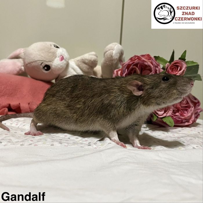 Piękne szczurki dumbo rex i standard miot G szczur szczury szczurki