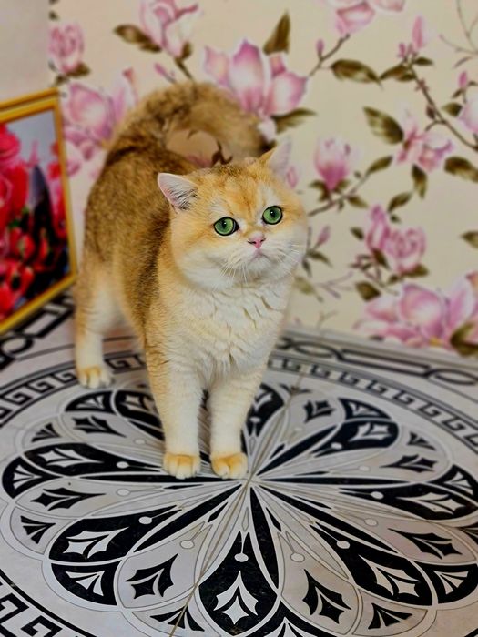 Золота шиншила VIP класу в'язка