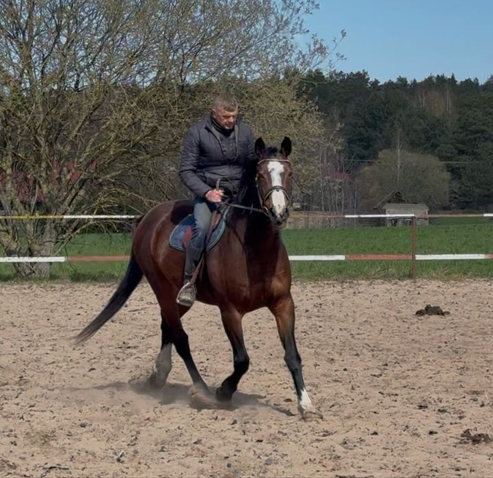 Klacz po Indoctro - ujeżdżona, sprawdzona matka