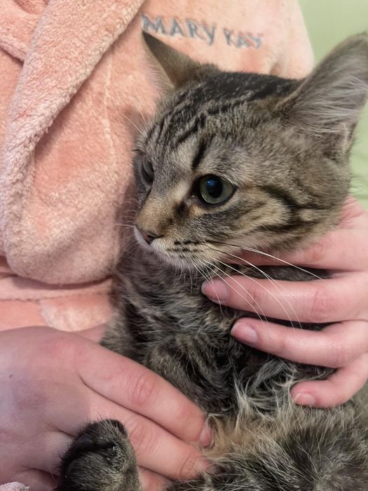 Долар, кастрований котик