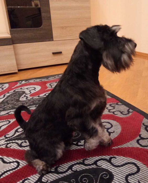 Цвергшнауцер.В'язка.