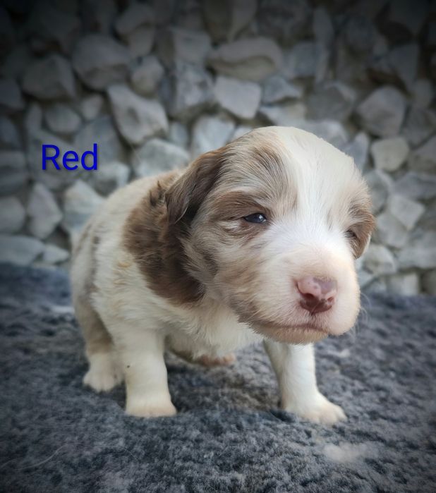 Border collie piesek Red  merle przebadani rodzice