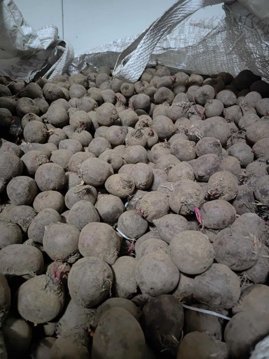 Buraczki drobne idealne na pasze dla zwierząt