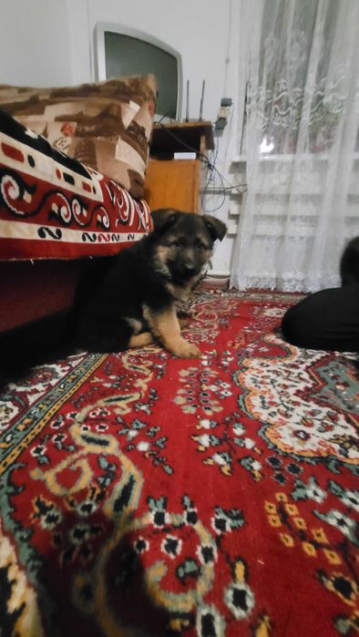 Цуценята німецької вівчарки